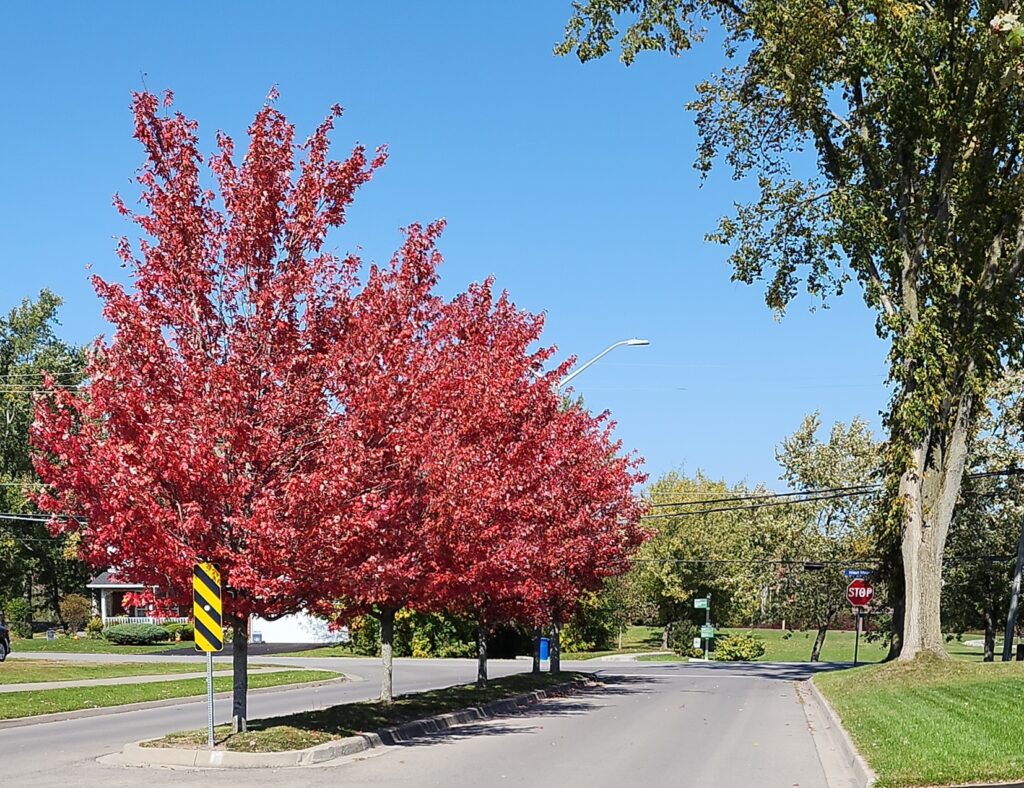 Village Creek - boulevard in autumn