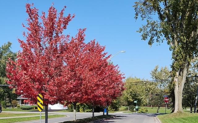 Village-Creek-boulevard-in-autumn