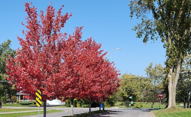Village Creek - boulevard in autumn